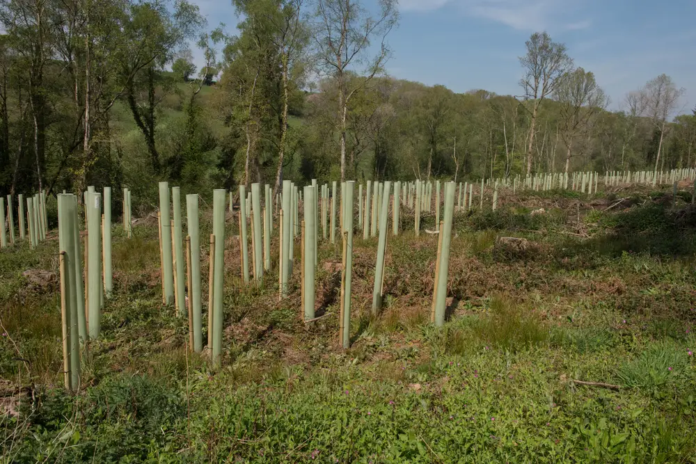 plantation en forêt