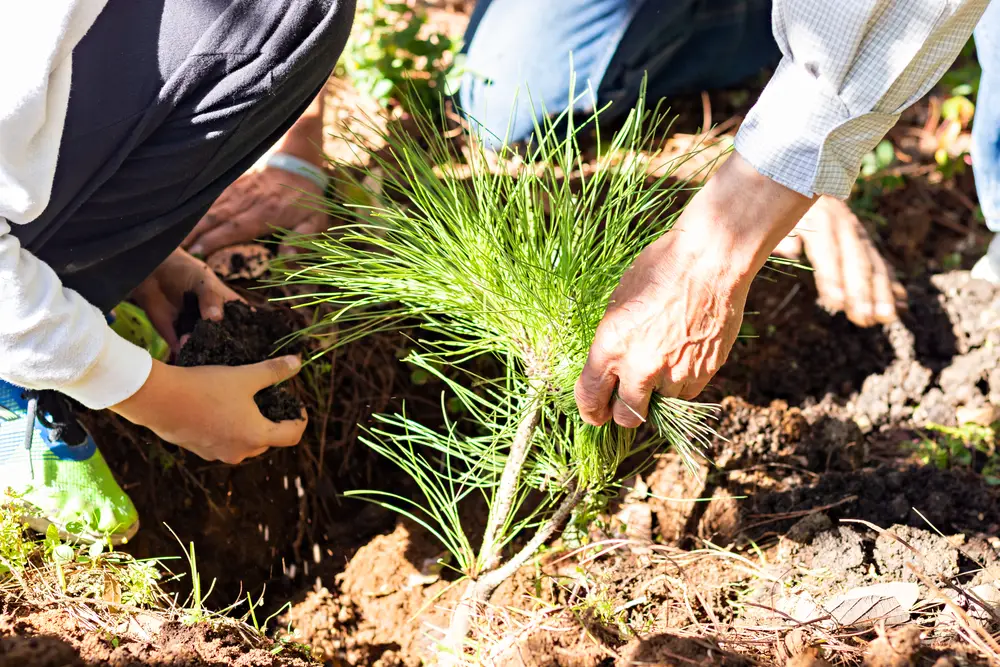 plantation en forêt