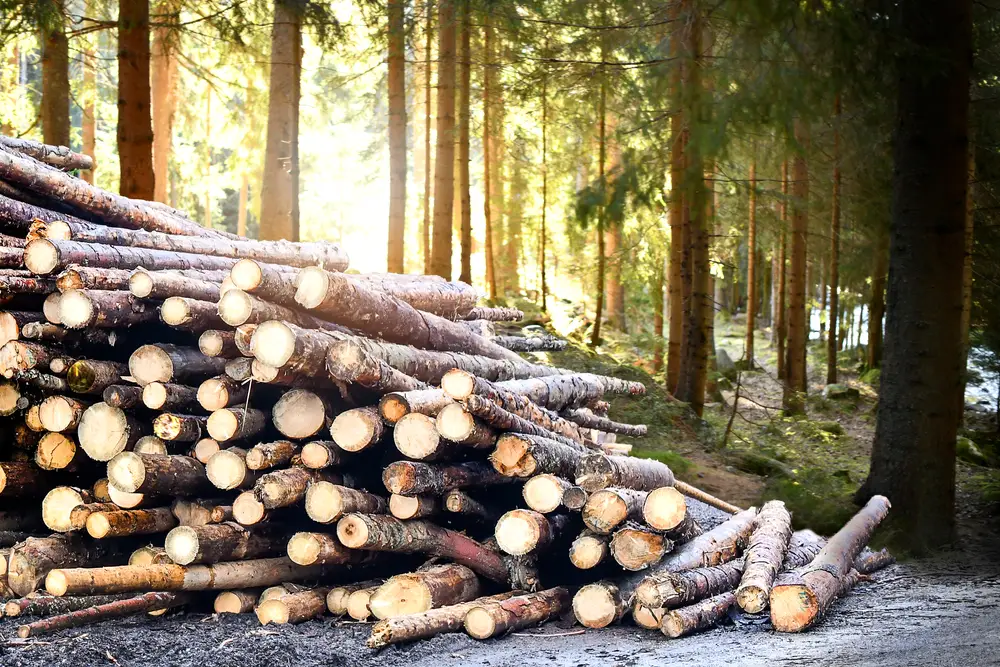 gestion forestiere durable