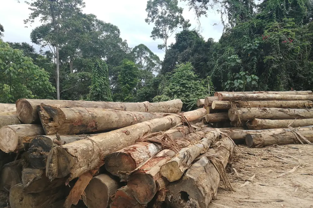 standards PEFC et FSC