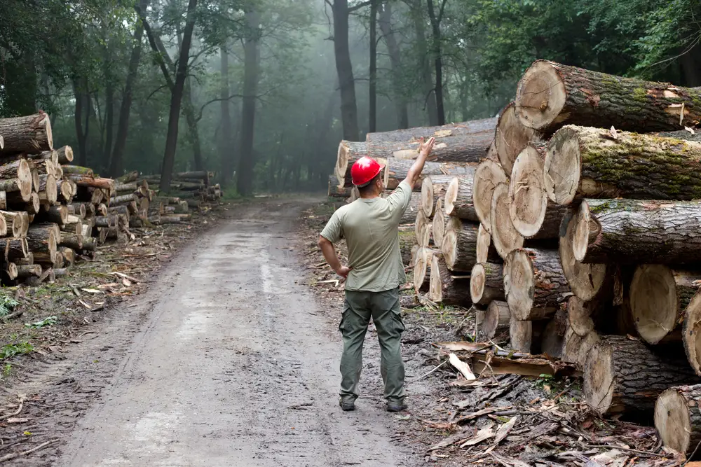 assurance forestière