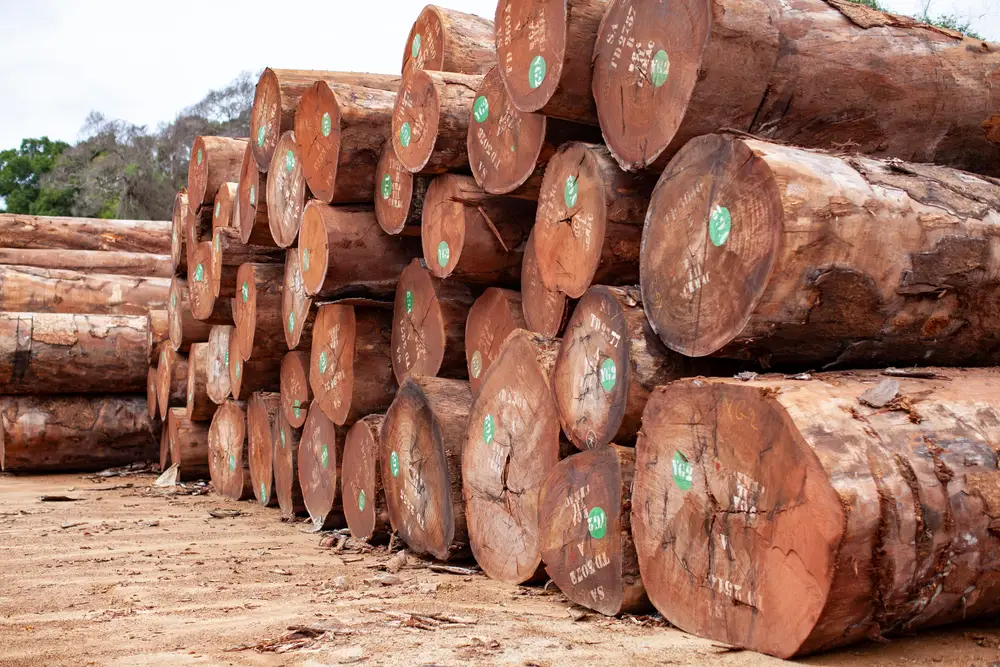 Exploitation forestière