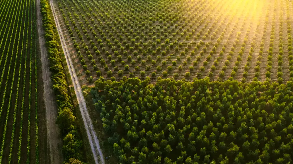 Plantations Agricoles