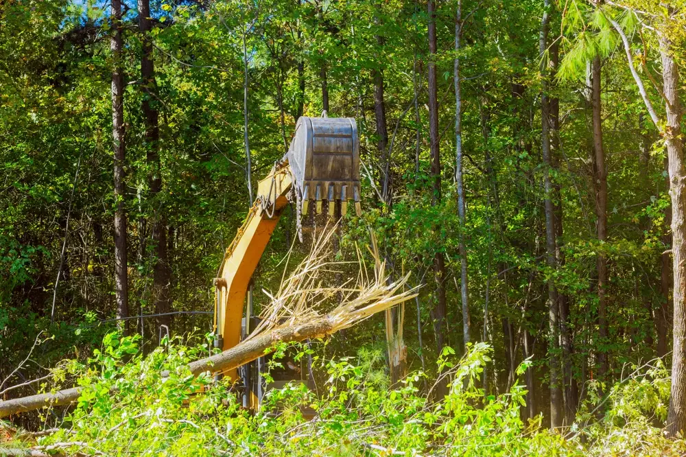 déforester les arbres